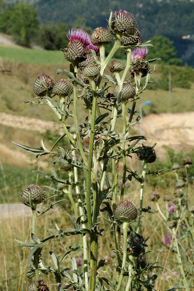 Cirsium eriophorum, Woolly Thistle